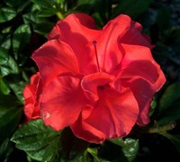 Autumn Embers Encore Azalea Picture