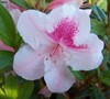 Autumn Chiffon Encore Azalea Picture