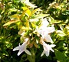 Abelia Kaleidoscope
