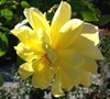 Golden Showers Climbing Rose Picture