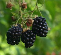 Navaho Thornless Blackberry Picture