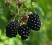 Navaho Thornless Blackberry