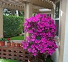 Formosa Azalea