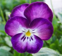 Ultima Radiance Pansy - Series Picture