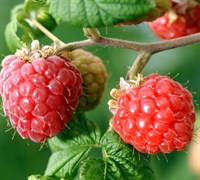 Dorman Red Raspberry Picture