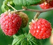 Dorman Red Raspberry