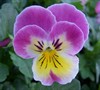 Ultima Radiance Pansy - Series