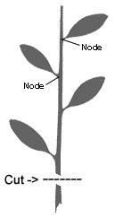 Leaf node cutting diagram