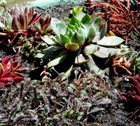 Black Hens And Chicks Picture