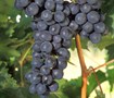 Fredonia Grape