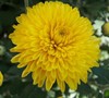 Celino Yellow Chrysanthemum