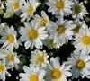 Papiro White Chrysanthemum