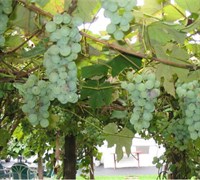 Fox Grape Picture