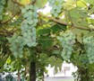 Fox Grape