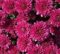Galatino Chrysanthemum Picture
