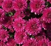 Galatino Chrysanthemum