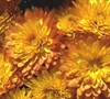 Sapiro Chrysanthemum