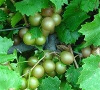 Summit Muscadine Picture