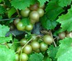 Summit Muscadine