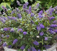 Lo And Behold Blue Chip Butterfly Bush Picture