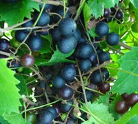 Southland Muscadine Picture