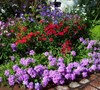 Superbena Large Lilac