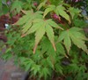 Coral Bark Japanese Maple