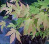 Coral Bark Japanese Maple