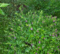 Mexican Heather Picture