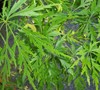 Viridis Japanese Maple
