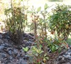 Picture about Why Is My Firepower Nandina Losing It's Leaves?