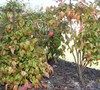 Picture about Why Is My Firepower Nandina Losing It's Leaves?