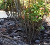 Picture about Why Is My Firepower Nandina Losing It's Leaves?