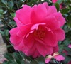 Brandy's Temper Camellia Sasanqua