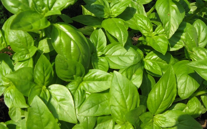 Sweet Basil Picture