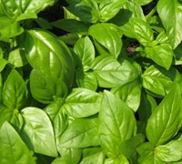 Sweet Basil Picture