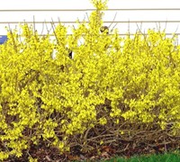 Golden Peep Forsythia Picture
