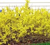 Golden Peep Forsythia