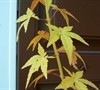 Bihou Japanese Maple
