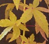 Bihou Japanese Maple