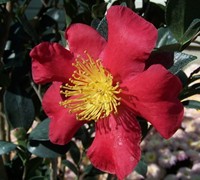 Yuletide Camellia Picture