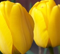 Golden Apeldoorn Darwin Hybrid Tulip Picture