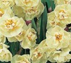 Cheerfulness Double Daffodil