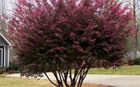 Tree Form ZhuZhou Loropetalum