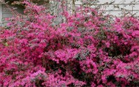 Plum Delight Loropetalum