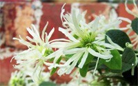 Emerald Snow Loropetalum