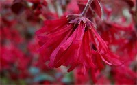 Ever Red Sunset Loropetalum