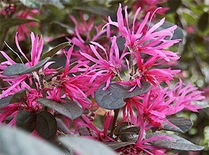 loropetalum plants