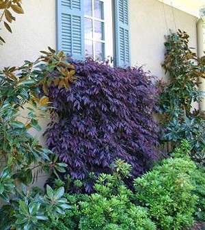 loropetalum shrubs care maintenance planting espalier drought plants tolerant watering prolonged periods established dry weather once even during very tips