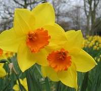 Fortune Daffodil Picture